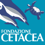 cetacea